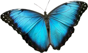 Vibrant Blue Morpho Butterfly PNG Image