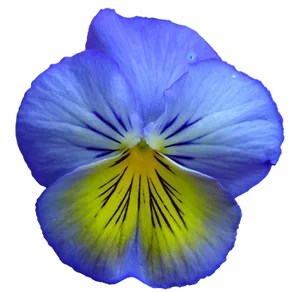 Vibrant Blue Pansy Flower PNG Image