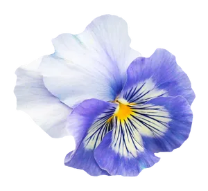 Vibrant Blue Pansy Flower.png PNG Image