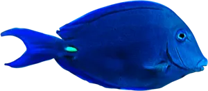 Vibrant Blue Tropical Fish PNG