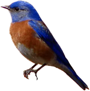 Vibrant_ Bluebird_ Profile PNG Image