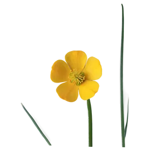 Vibrant Buttercup Png 85 PNG Image