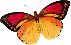 Vibrant Butterfly Isolatedon Black PNG Image