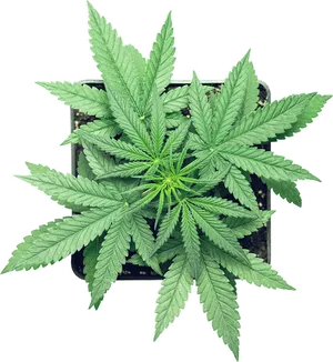 Vibrant Cannabis Plant Top View.png PNG Image