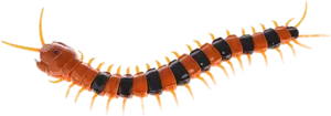 Vibrant Centipede Isolated Background PNG Image