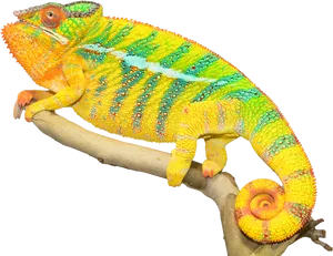 Vibrant Chameleonon Branch.png PNG Image