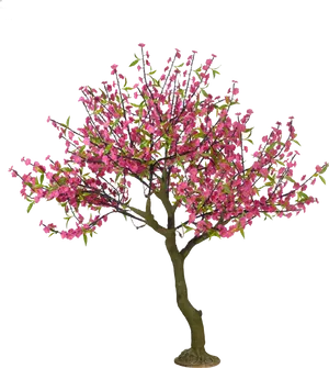 Vibrant Cherry Blossom Tree PNG Image