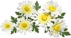 Vibrant Chrysanthemum Cluster.png PNG Image