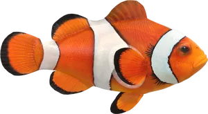 Vibrant Clownfish Isolated PNG