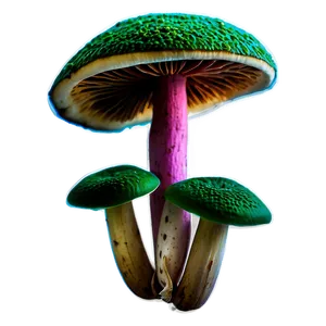 Vibrant Colors Fungi Png 43 PNG Image