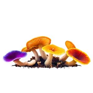 Vibrant Colors Fungi Png Wsd PNG Image