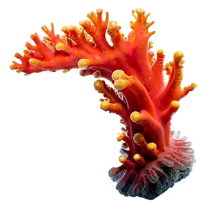 Vibrant Coral Formation PNG 05242024 PNG