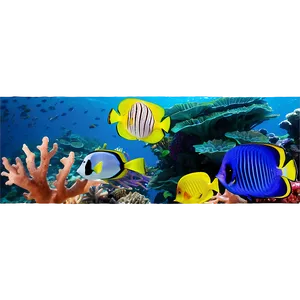 Vibrant Coral Reef Life Png 53 PNG Image