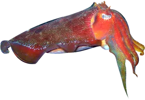 Vibrant Cuttlefish Swimming.png PNG Image