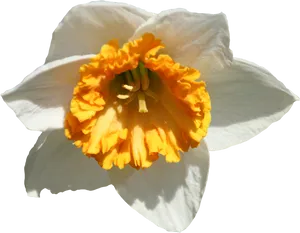 Vibrant Daffodil Closeup.png PNG Image