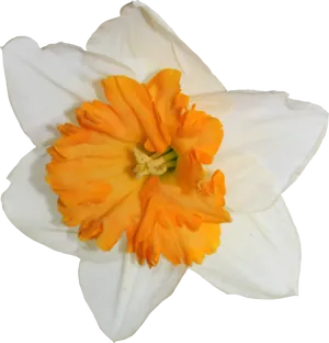 Vibrant Daffodil Closeup.png PNG Image