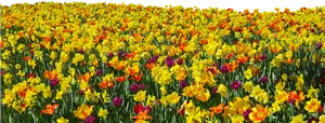 Vibrant_ Daffodil_ Field_ Panorama.jpg PNG Image