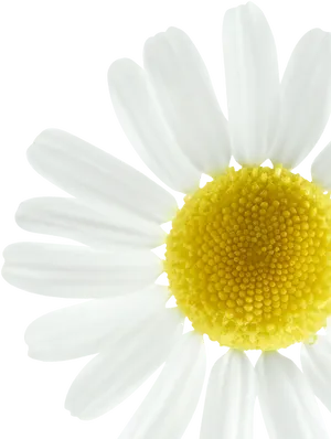 Vibrant Daisy Closeup.png PNG Image