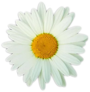 Vibrant Daisy Flower Isolated PNG Image