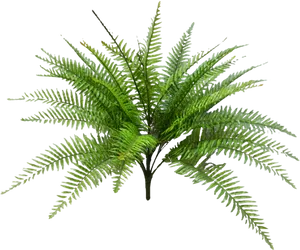 Vibrant_ Fern_ Plant.png PNG Image