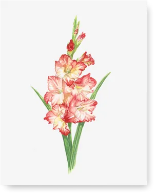 Vibrant Gladiolus Watercolor PNG Image