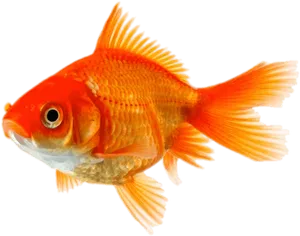 Vibrant Goldfish Isolated.png PNG Image