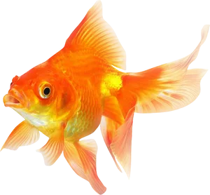 Vibrant Goldfish Isolated.png PNG Image