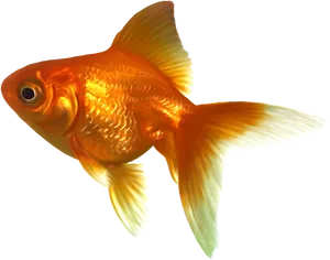 Vibrant Goldfish Swimming.png PNG Image