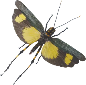 Vibrant Grasshopper Spread Wings PNG Image