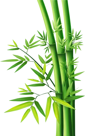 Vibrant Green Bamboo Stalks PNG Image