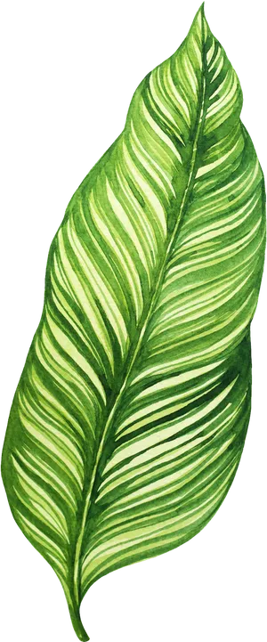 Vibrant Green Banana Leaf Illustration PNG Image