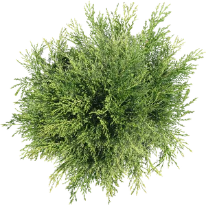 Vibrant Green Bush Top View PNG Image