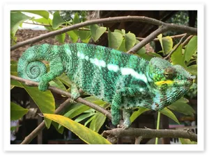 Vibrant Green Chameleon Branch PNG Image