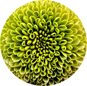 Vibrant Green Chrysanthemum Closeup PNG Image