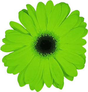 Vibrant Green Daisy Flower PNG Image