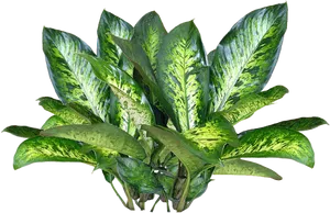 Vibrant Green Dieffenbachia Plant PNG Image