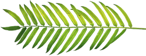 Vibrant Green Fern Leafon Black Background.jpg PNG Image