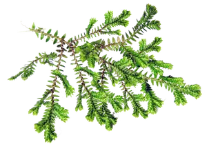Vibrant Green Fernon Black Background PNG