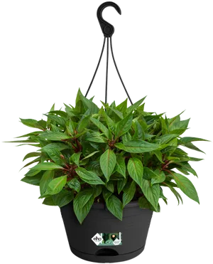 Vibrant Green Hanging Plant Black Background PNG Image