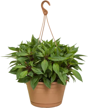 Vibrant Green Hanging Plant Black Background.jpg PNG Image