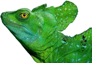 Vibrant Green Iguana Portrait PNG Image