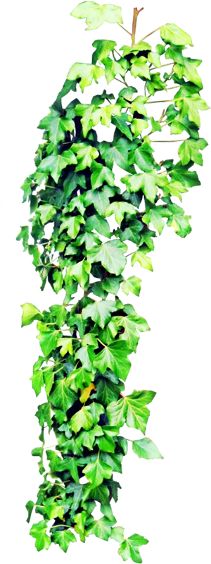 Vibrant Green Ivy Hanging Plant.jpg PNG Image