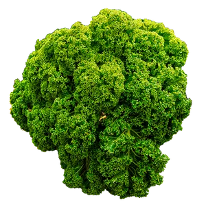 Vibrant Green Kale Isolated PNG Image