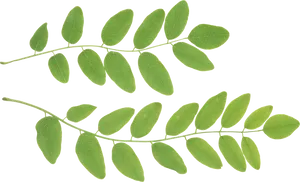 Vibrant Green Leaves Against Black Background.jpg PNG Image