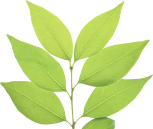 Vibrant Green Leaves Black Background PNG Image