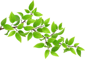 Vibrant Green Leaves Black Background.jpg PNG Image