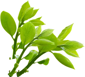 Vibrant Green Leaves Branch.png PNG Image