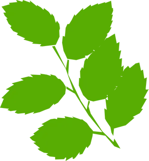 Vibrant Green Leaves Graphic PNG Image