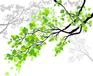 Vibrant Green Leaveson Branches PNG Image