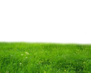 Vibrant Green Meadow Backdrop PNG Image